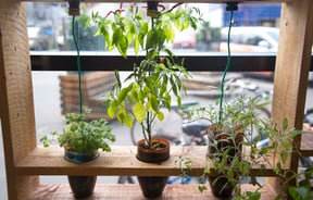 Plants on display.