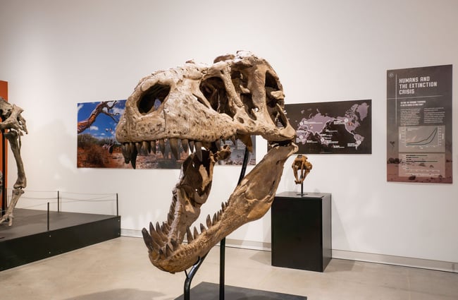 A large dinosaur skull on display at Canterbury Museum in downtown Christchurch.