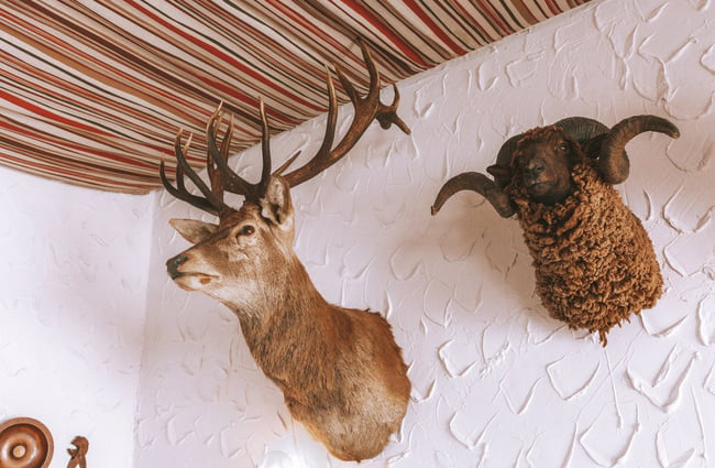 Taxidermy stag and sheep mounted on the wall.