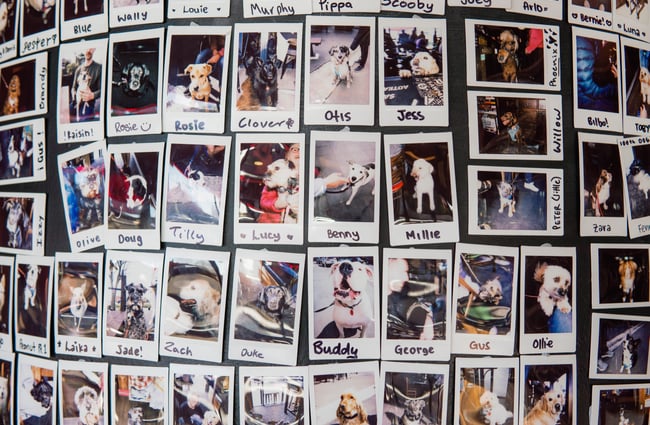 A close up of polaroid photos of dogs.