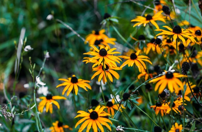 Close up of yellow and black flowers.