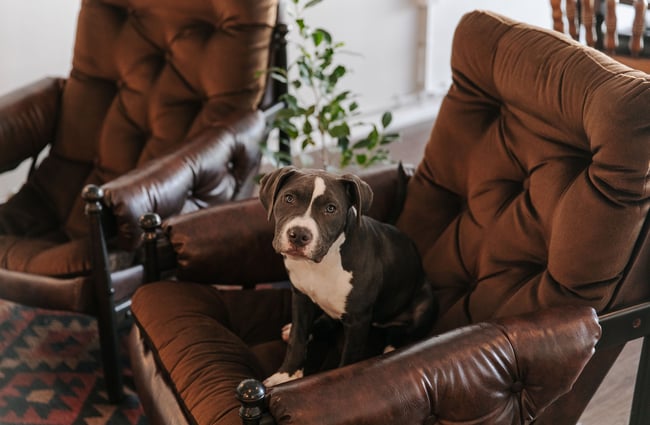 Dog sitting in a brown armchair at Six Ounces.
