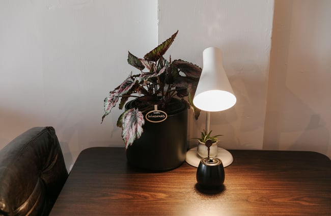 Plant and retro light on a table.