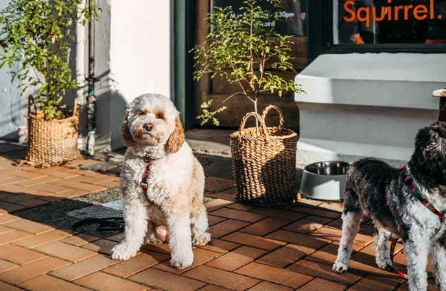 Two dogs in the sunshine outside a cafe.