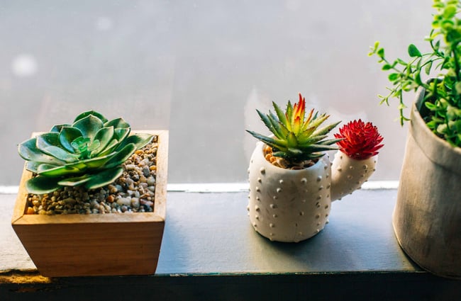 Little cactuses on windowsill.
