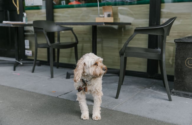 Dog standing outside Truffle café, Christchurch.