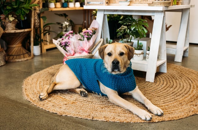 A dog wearing a blue jumper looking at the camera.