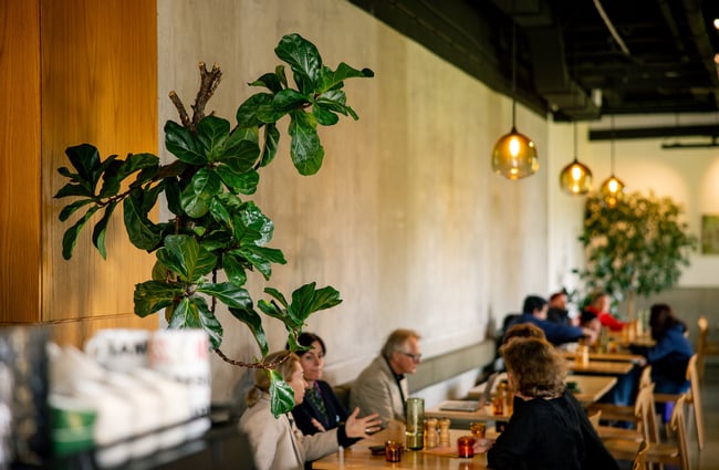 A close up of a plant with people dining in the background.