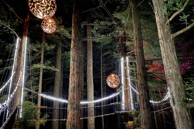 Huge Redwood trees lit up at night.