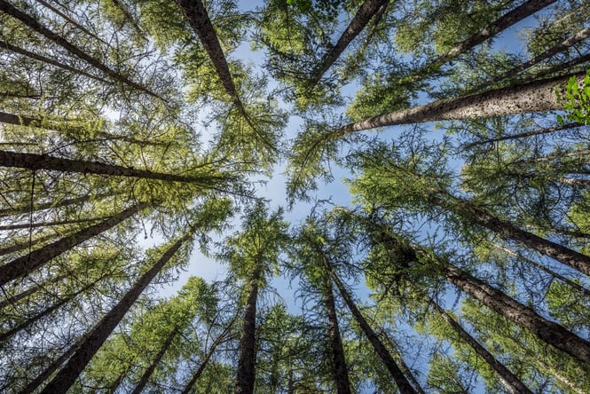 A view of massive trees, seen from the ground at Hanmer Forest Park in New Zealand.