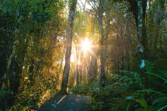 Sun shining through tall trees at Orokonui Ecosanctuary in Dunedin, New Zealand.