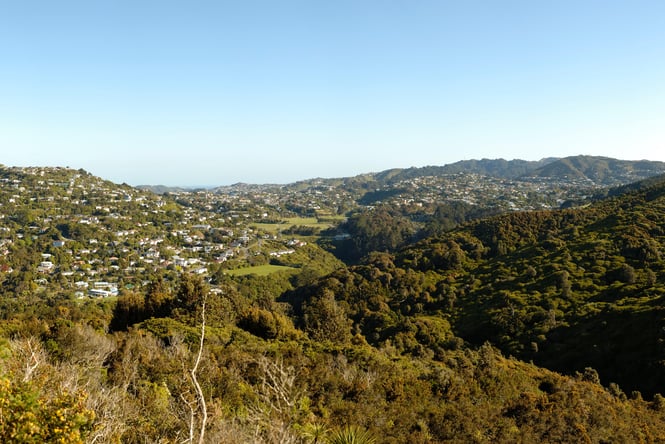 A view of Otari-Wilton’s Bush on a sunny day in New Zealand.