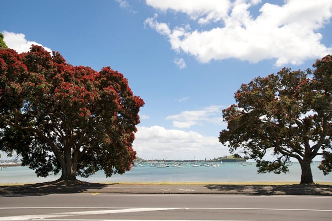 Pohutukawa trees sitting alongside a beach in Auckland.