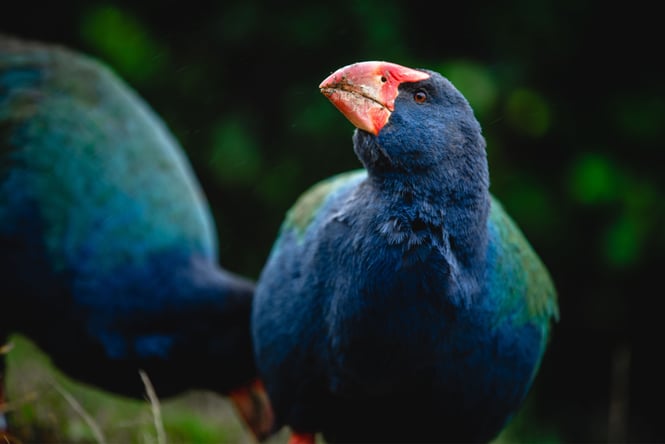 A close up of two Takahe birds.