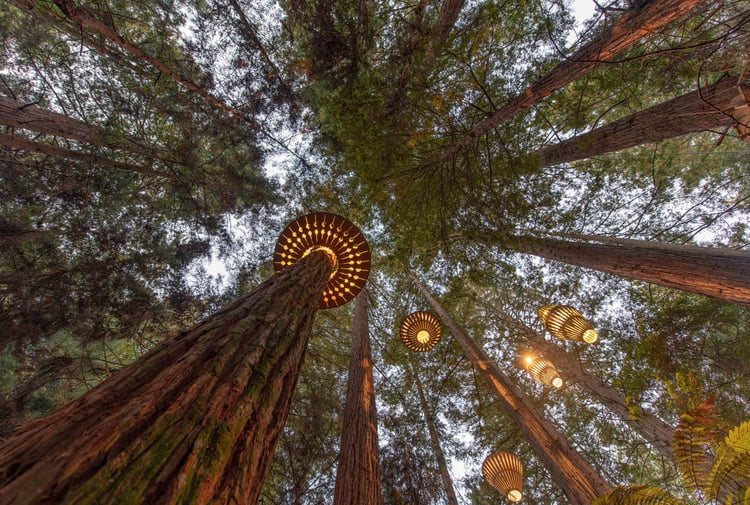A view of tall trees from the ground.