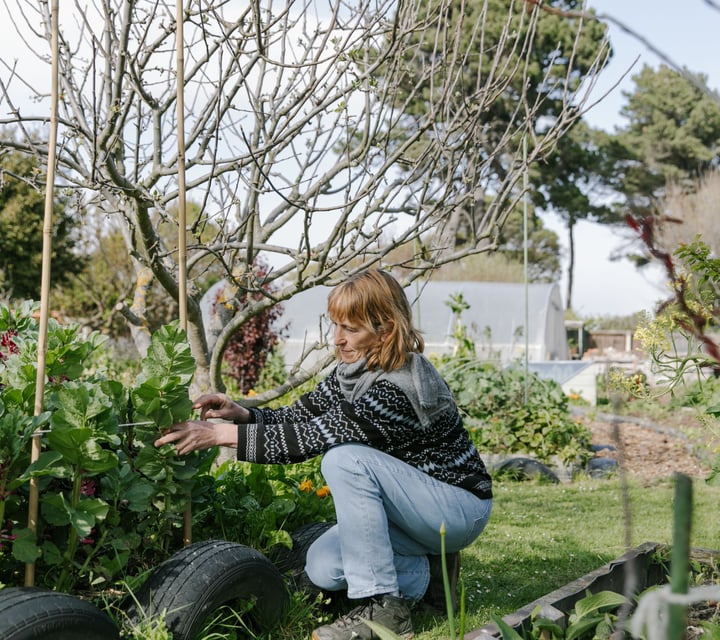 A woman crouching whilst tending to plants at New Brighton Community Gardens.