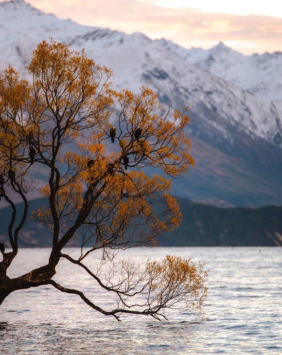 Tree in the Lake Wānaka with snowy mountains in the background. Photograph by Casey Horner.