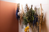 A close up of dried hanging flowers.