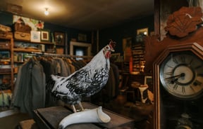 Taxidermy chicken at Black & Co, Timaru.