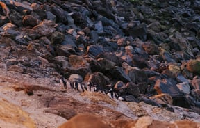 Blue penguin colony at dusk in Ōamaru.