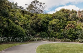 Grassy areas and native trees in Percy Scenic Reserve