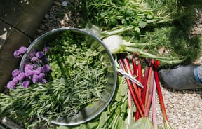 A birds eye view image of different vegetables and herbs freshly pulled from the garden.