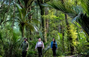 Three people walking under trees.