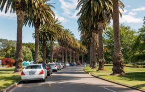Large palm trees lined up on both sides of a road.