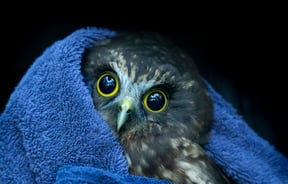 A rescued morepork cuddling up in a blue towel.