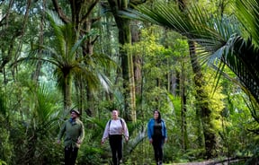 Group of three walking through the forest.