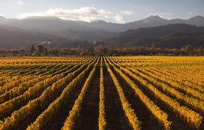 Rows of grapes vines at sunset.