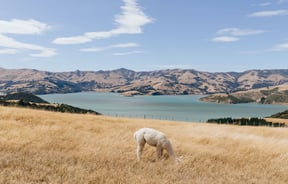 Alpaca grazing on farmland overlooking Akaroa harbour