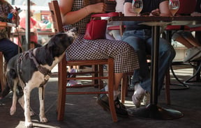 Dog under table at Moon Under Water in Christchurch