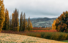 Autumn views looking out across Jackson Orchards and the lake in Cromwell
