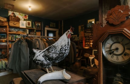 Taxidermy chicken at Black & Co, Timaru.