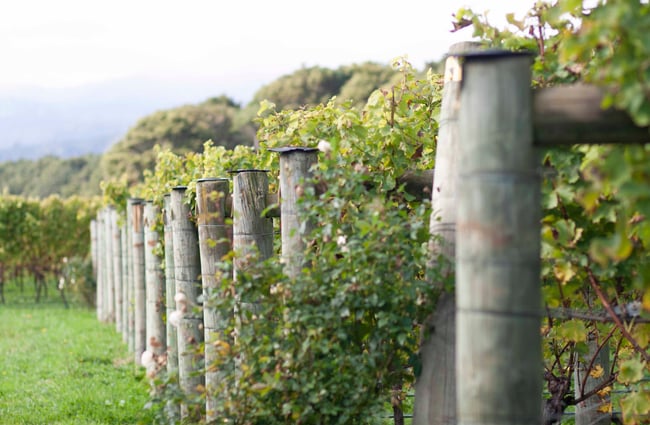 Vines at Ōhau Wines.