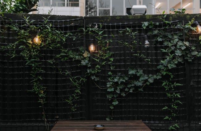 Ivy growing in the outdoor area at Arden.