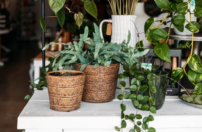 Plants for sale at Avisions.