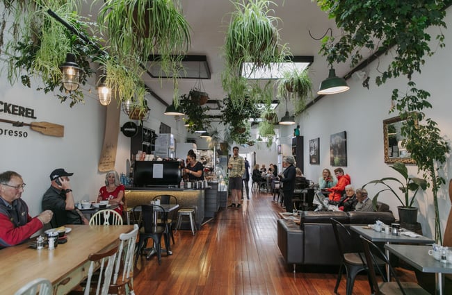 The interior view looking down the whole of the Badger & Mackerel cafe with green hanging plants.