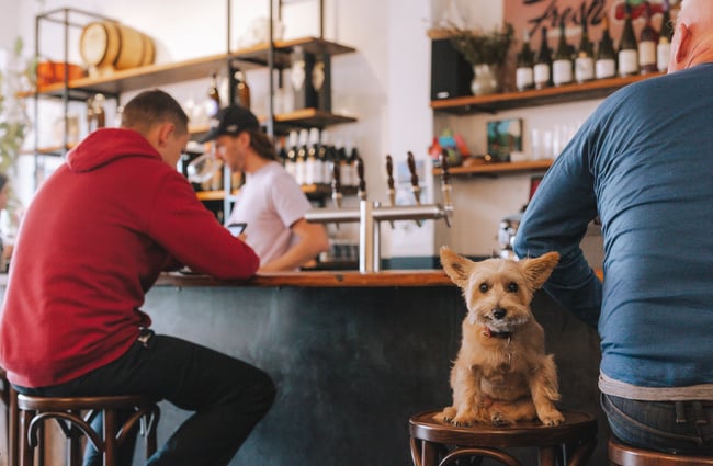 Dog sat on a bar stool at Bar Martin, Auckland.