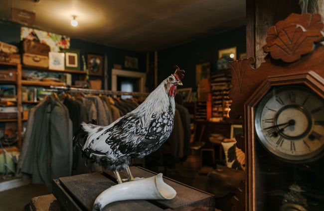 Taxidermy chicken at Black & Co, Timaru.