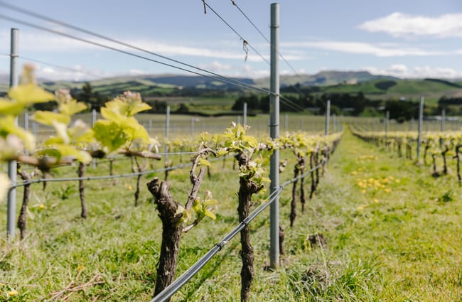 Close up of grape vine at Black Estate, North Canterbury.