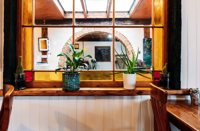 Pot plants on a window sill.