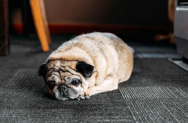 A pug lying on a floor.