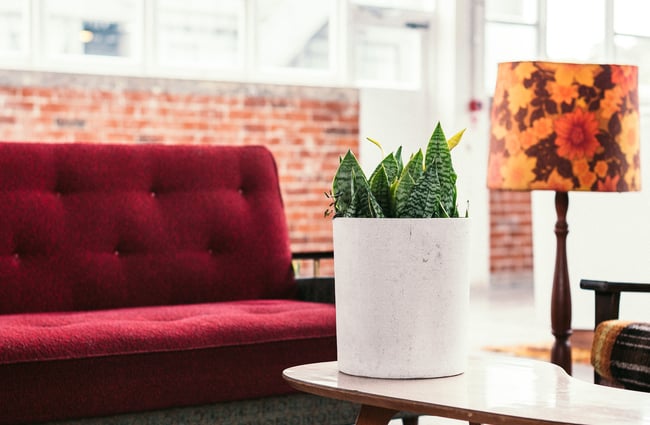 Red couch on a vintage couch by a plant.