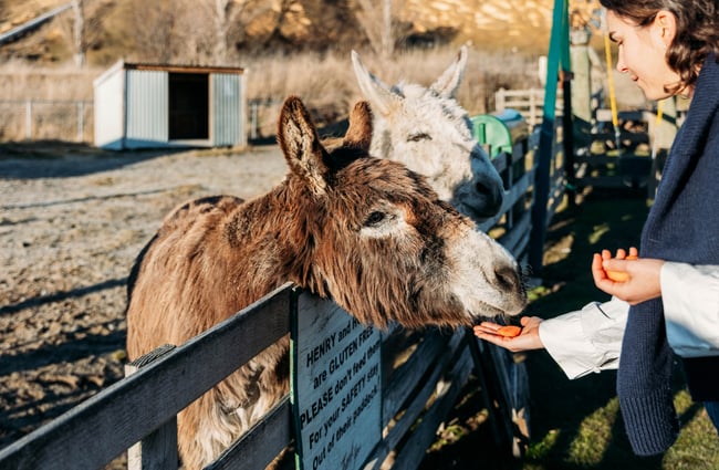 Donkeys eating from a hand.