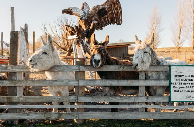 Three donkeys lined up in a row behind a fence.