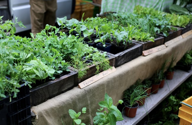 Potted plants for sale at the Christchurch Farmers Market.