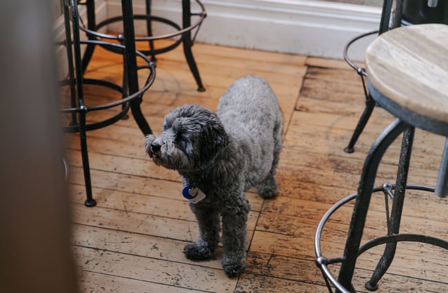 A dog inside Civil and Naval in Lyttelton.