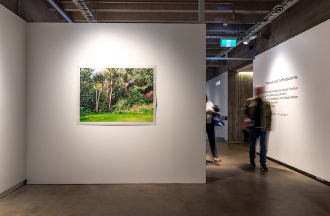 Photo of tropical trees on gallery wall at CoCA